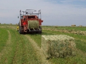 Alfalfa Field